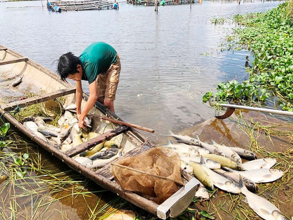 Cá chết hàng loạt trên sông Đại Giang