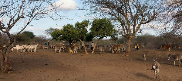 Gia súc và lừa gần một tramh cung cấp nước ở tỉnh miền Đông của Kenya. Ảnh: World Bank/Flore de Preneuf