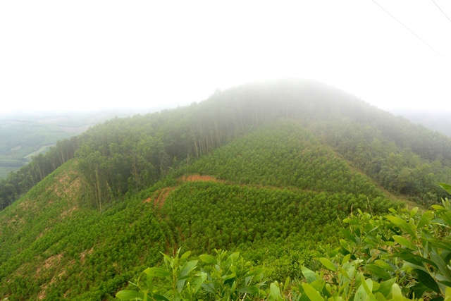 Việc thu hồi đất trồng rừng tại huyện Trà Bồng (tỉnh Quảng Ngãi) bộc lộ nhiều sơ hở, thiếu sót
