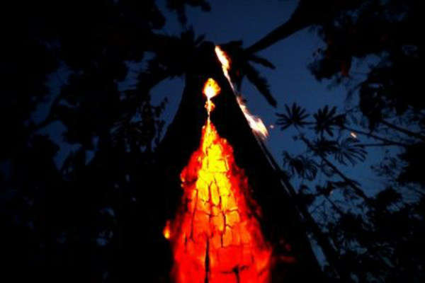Cây cháy trong vụ cháy rừng nhiệt đới Amazon ở Itapua do Oeste, bang Rondonia, Brazil vào ngày 11/9/2019. Ảnh: Bruno Kelly