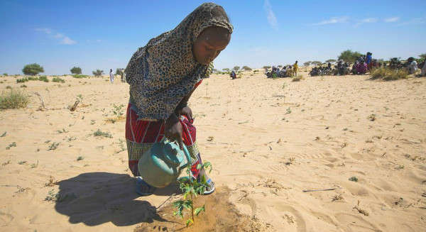 Một bé gái tưới cây nhỏ ở Merea, Hồ Chad, một hoạt động đã trở thành việc làm hàng ngày của bé. Ảnh: UNDP / Jean Damascene Hakuzimana