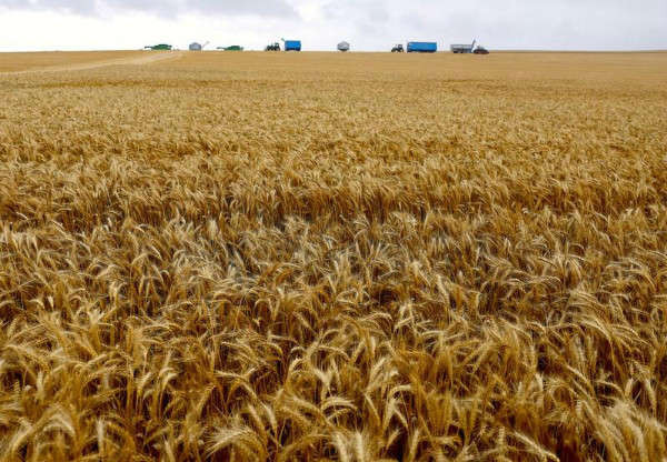 Máy móc thu hoạch được nhìn thấy đằng sau cánh đồng lúa mì ở ngoại ô thị trấn Jamestown ở phía Nam Úc vào ngày 1/12/2017. Ảnh: Reuters / David Gray