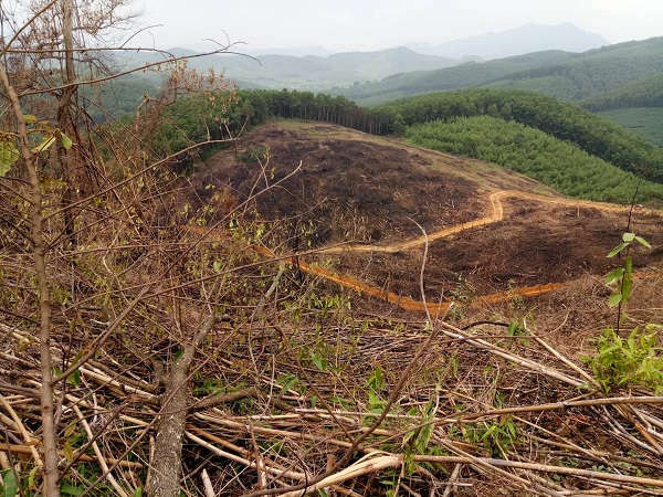 Hàng chục ha rừng bị chặt phá