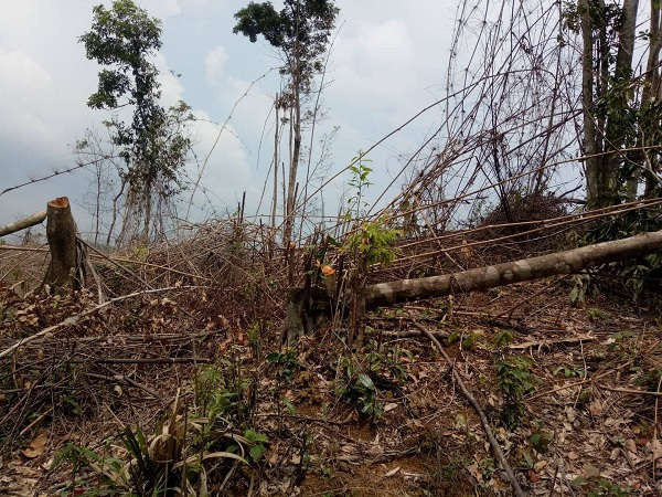 Nhiều khóm nứa, giang và gỗ bị chặt tại tiểu khu 996, thuộc rừng khe Hàn, xã Thanh An