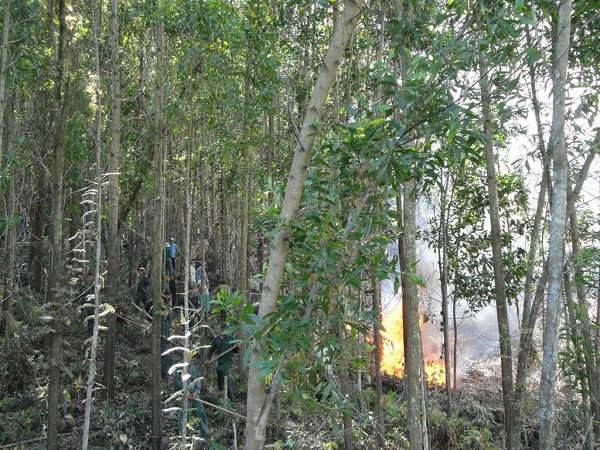 Từ đầu năm đến nay, Quảng Ngãi cũng liên tiếp xảy ra cháy rừng