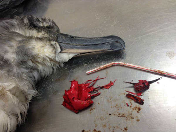 Chim hải âu chết do ống hút nhựa và những mảnh bóng bay màu đỏ được tìm thấy bên trong bụng nó trên đảo North Stradbroke, Queensland, Úc. Ảnh: Denise Hardesty / AP