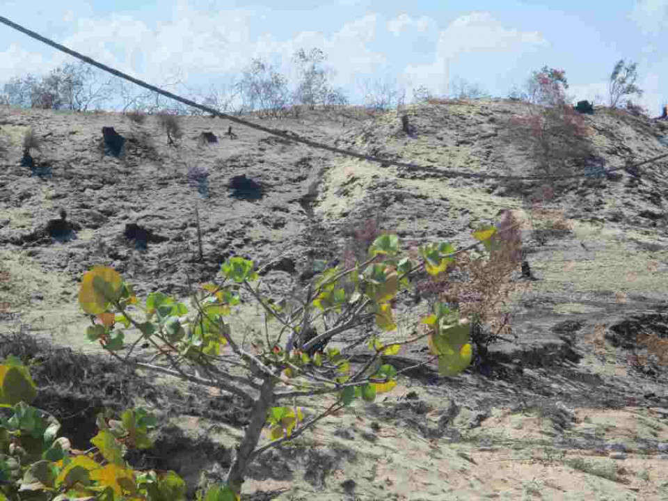 Rừng phi lao trong khu vực dự án Nhà máy Phong Điện Phương Mai 1 cháy, chặt phá trơ gốc