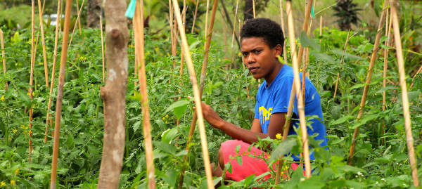 Theo dự kiến, nông dân ở Fiji ​​sẽ được hưởng lợi từ sự hỗ trợ của Liên Hiệp Quốc (LHQ) để chống lại tác động của BĐKH. Ảnh: UNDP