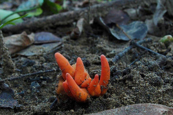 Loài nấm độc sát nhân có tên Poison Fire Coral (San hô Lửa) được nhìn thấy ở Cairns, Queensland, Úc