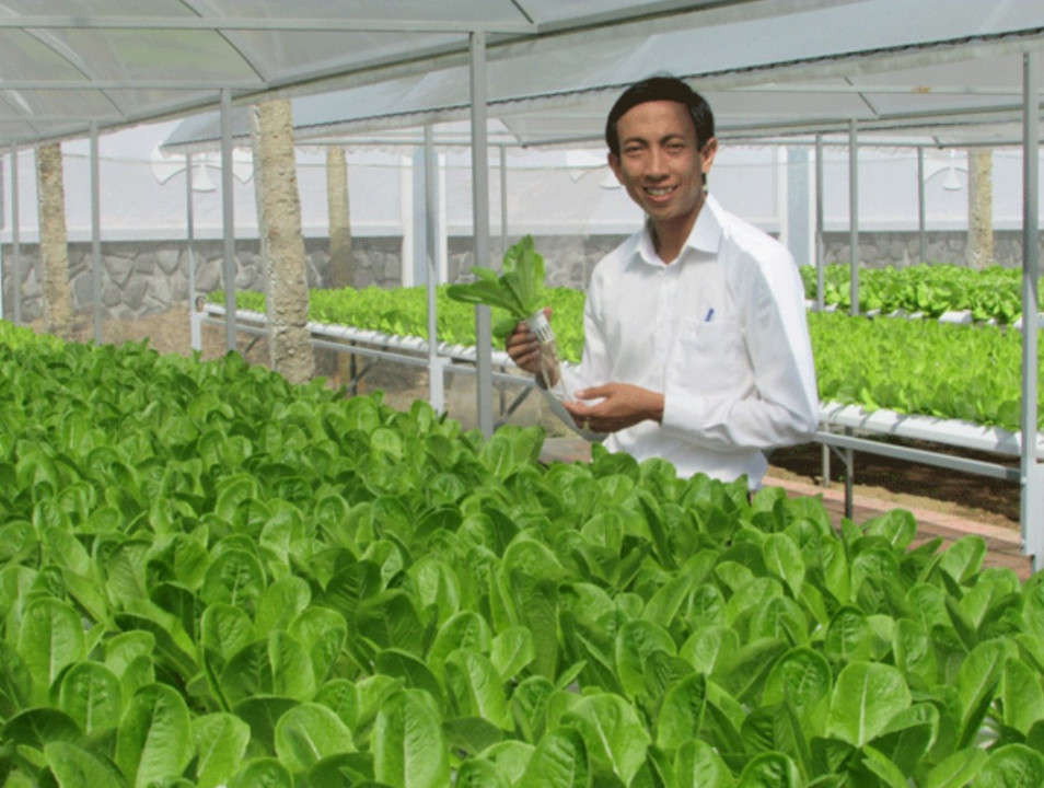 Đầu tư các mô hình sản xuất rau, quả CNC tại Đà Nẵng mang lại hiệu quả kinh tế cao