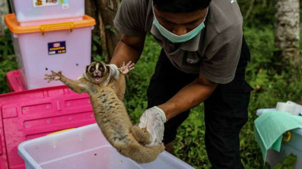 Nhân viên cứu hộ trả con cu li chậm về với tự nhiên sau khi nó bị bắt giữ từ những người buôn bán động vật hoang dã bất hợp pháp ở Indonesia 
