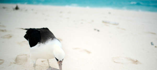 Ô nhiễm nhựa có hại cho chim Albatross. Nhiều trong số loài chim này vô tình ăn nhựa và các mảnh vụn biển khác trôi nổi trong đại dương vì nhầm chúng với thức ăn. Ảnh: NOAA CREP