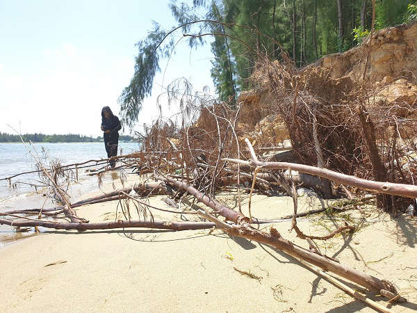 Hàng chục cây dương liễu bị cuốn trôi xuống biển