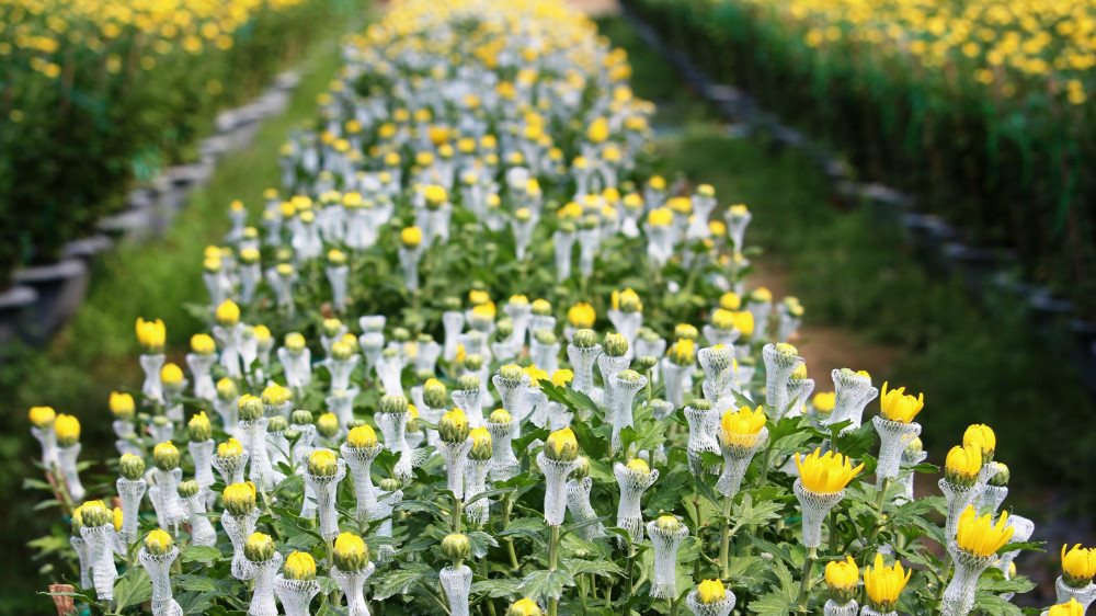 Ngắm làng hoa sạch Kim Dinh