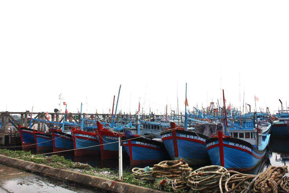 Quảng Ngãi: Tàu cá thiếu chỗ neo đậu trú bão an toàn