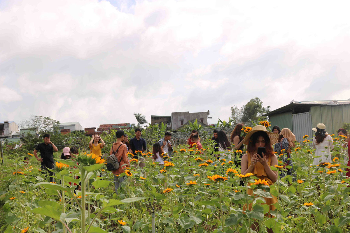 Bình Định: Vườn hoa Hướng Dương nở sớm trở thành điểm hẹn lý tưởng cho mùa Tết Canh Tý