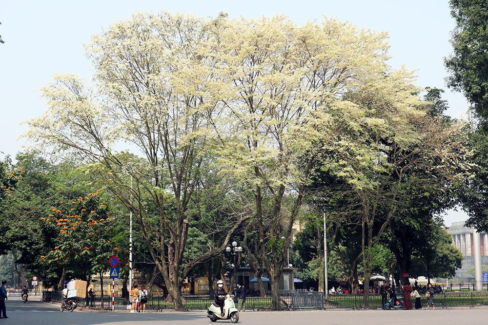Hanoi in spring