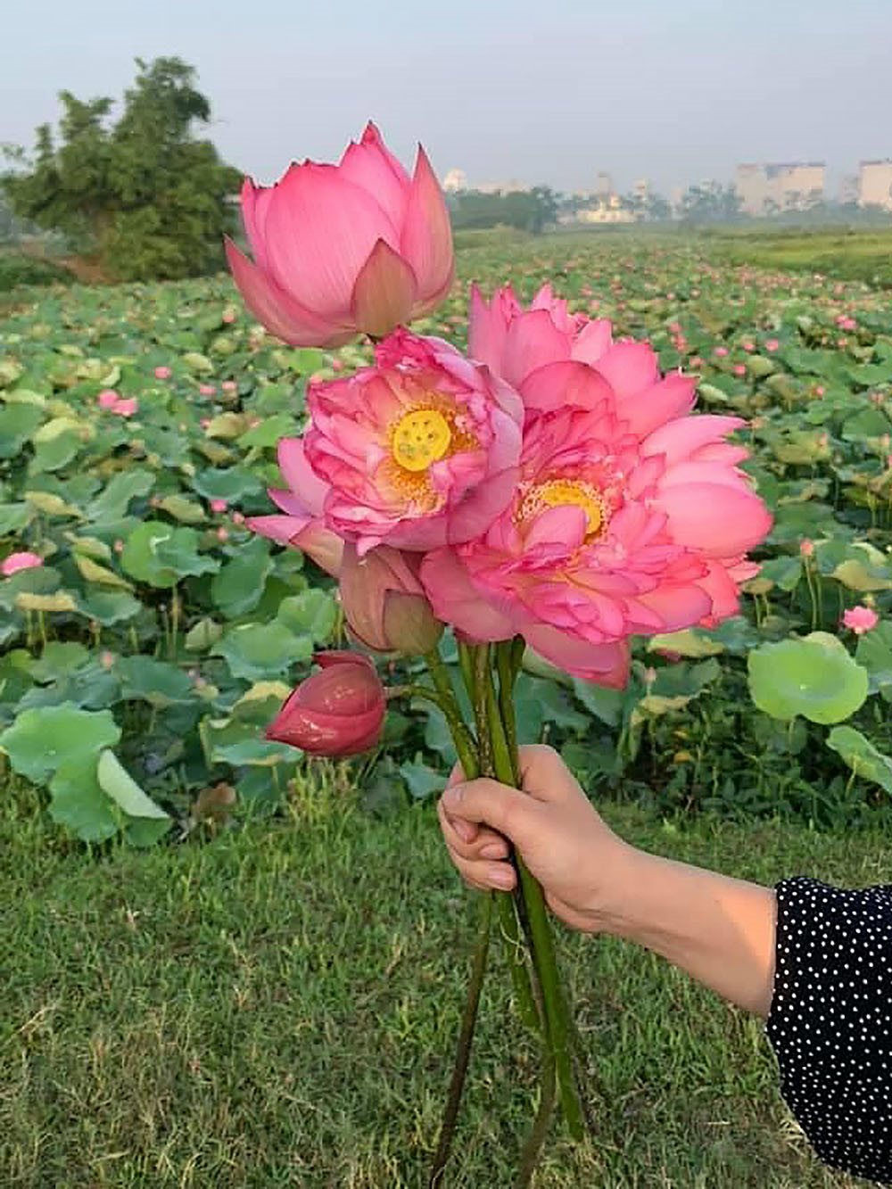 Hà Nội: Hoa sen ngàn cánh “hot” nhất mùa hè