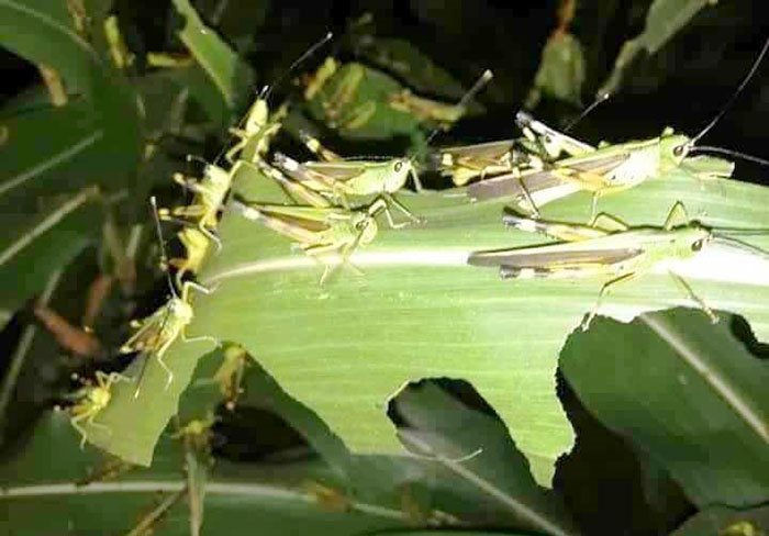 Mường Chà (Điện Biên) Châu chấu tre gây hại gần 30ha cây trồng 