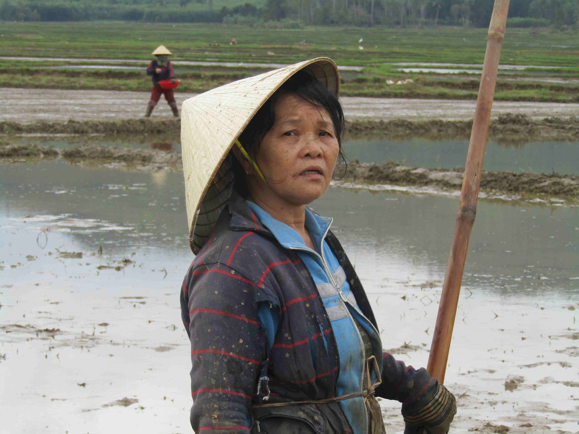 Bình Định: Những cánh đồng mới trên đất Hoài Ân sau mưa bão