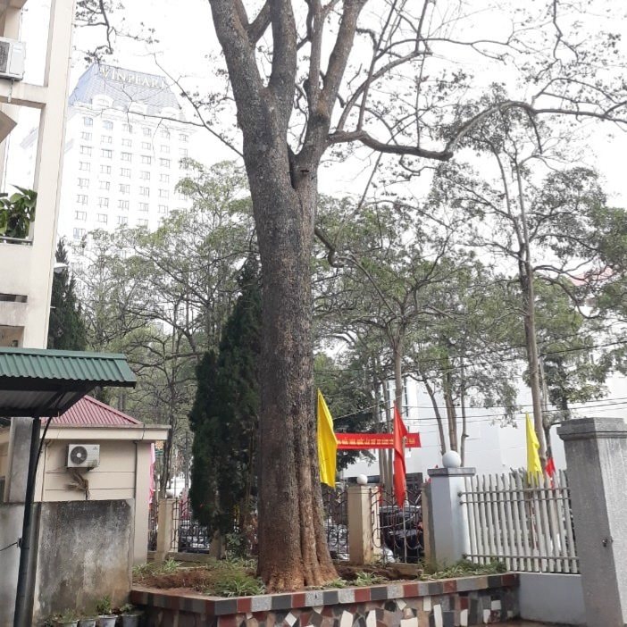 Khởi tố các đối tượng đổ “nước lạ” vào cây sưa tiền tỷ trong khuôn viên Sở KH&ĐT Lạng Sơn