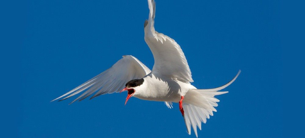 Biến đổi khí hậu đe dọa loài chim nhạn Bắc Cực