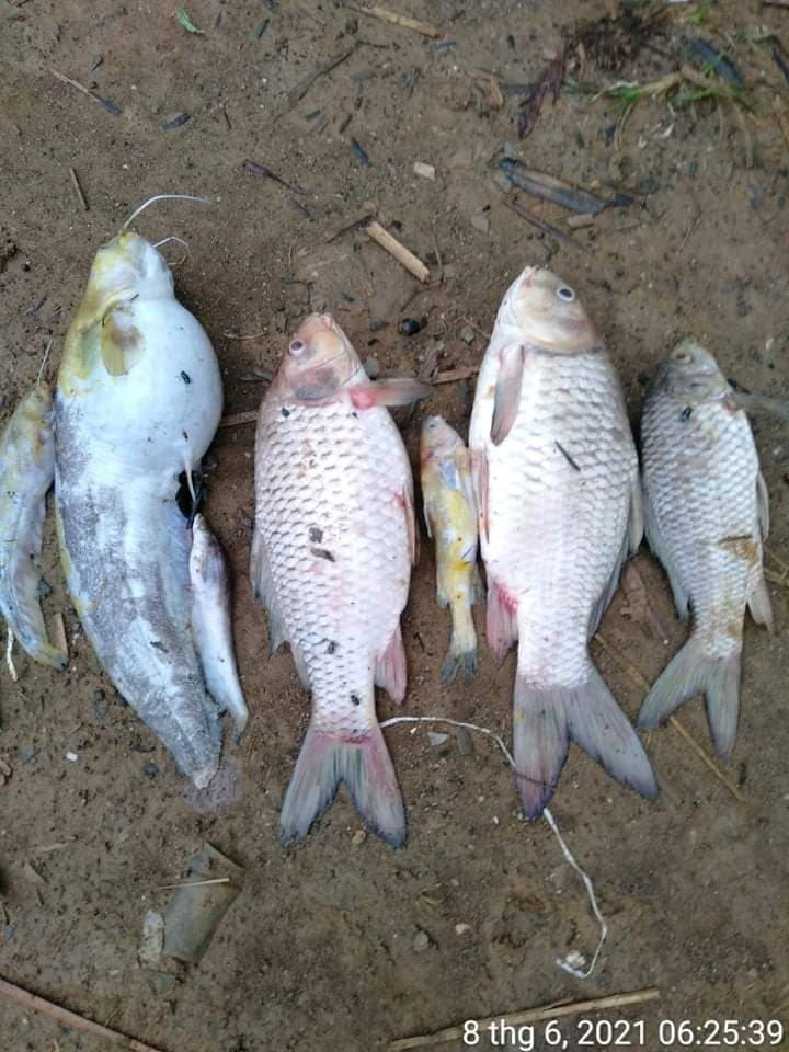 Thạch Thành (Thanh Hóa): Cá chết bất thường gần trang trại chăn nuôi lợn New Hope