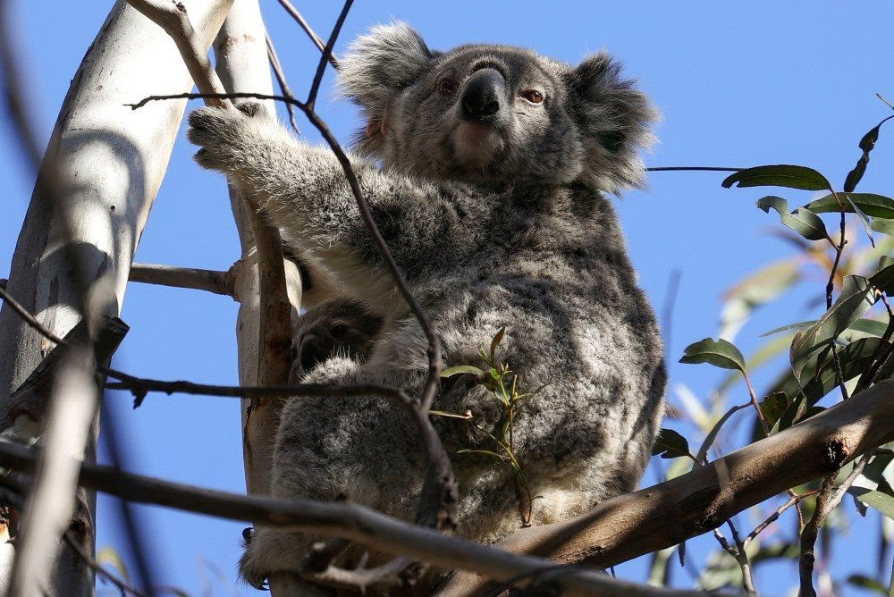 Mô hình Gấu túi Koala Ania AS24 Takara Tomy  Đồ chơi trẻ em Kidslandvn
