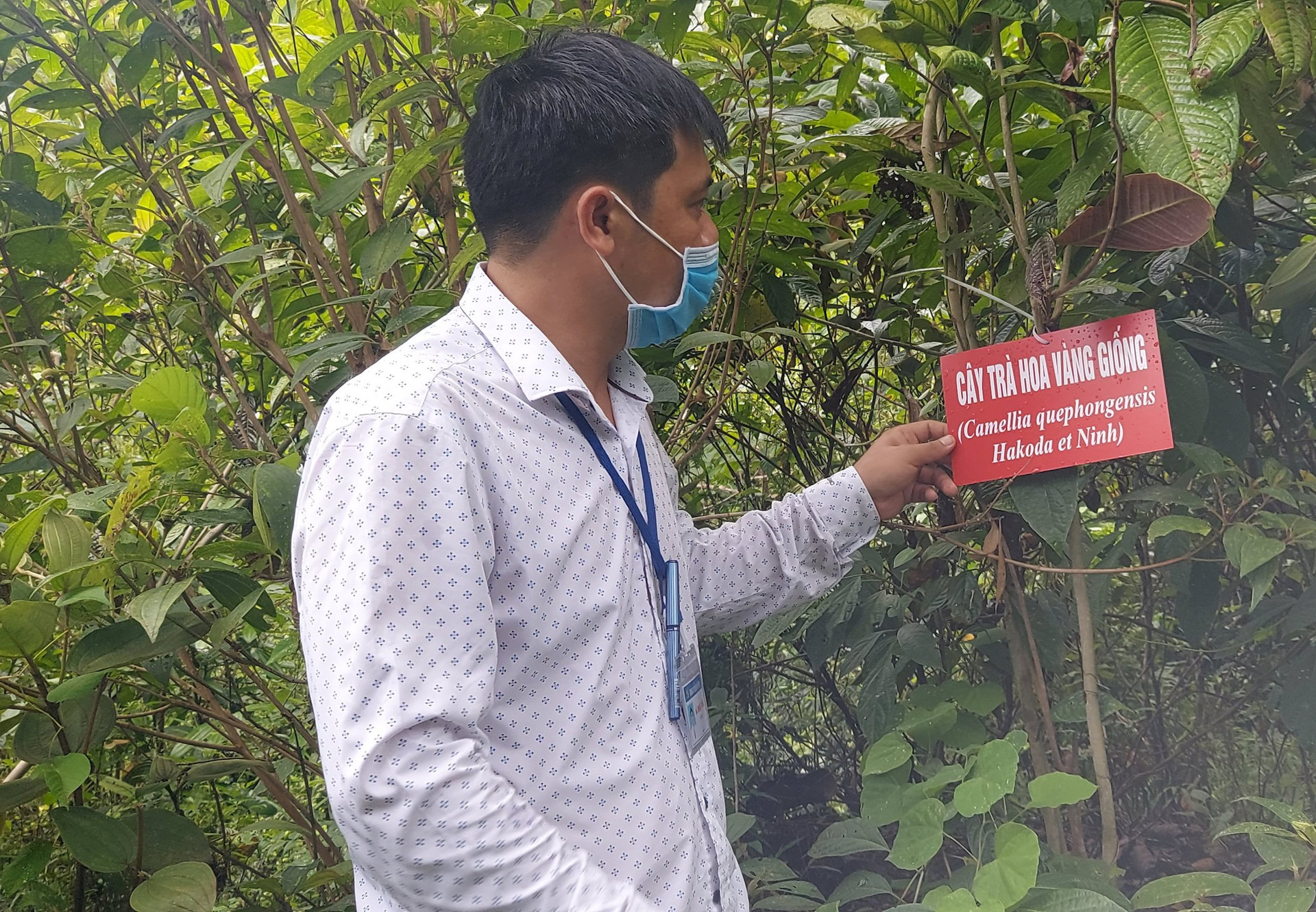 Trồng trà hoa vàng trồng cây ba kích đã và đang là nguồn thu nhập chính  giúp nhiều hộ dân huyện Tam Đảo Vĩnh Phúc vươn lên làm giàu