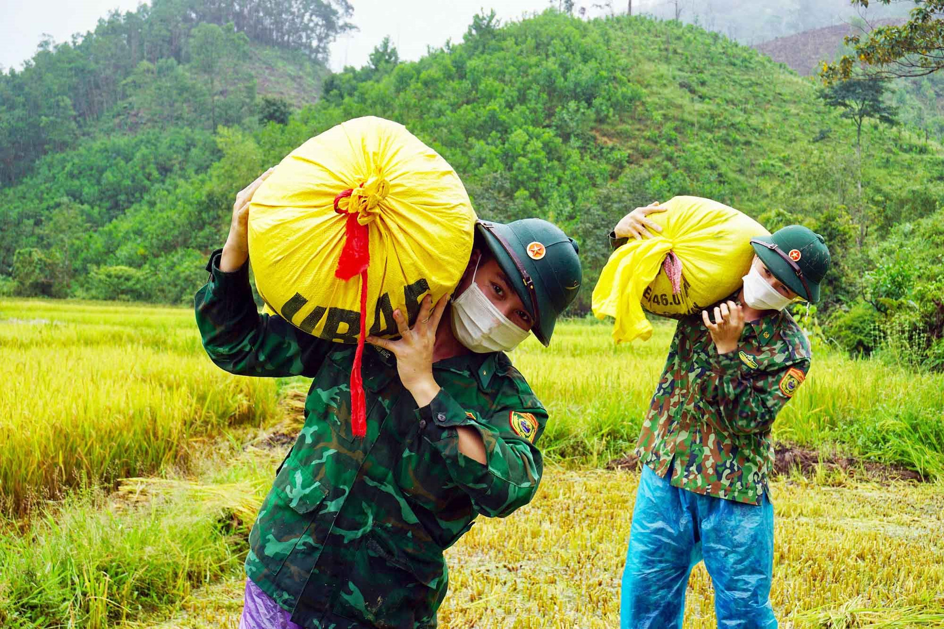 Thừa Thiên- Huế: Bộ đội Biên phòng dầm mưa giúp người dân miền núi thu hoạch lúa
