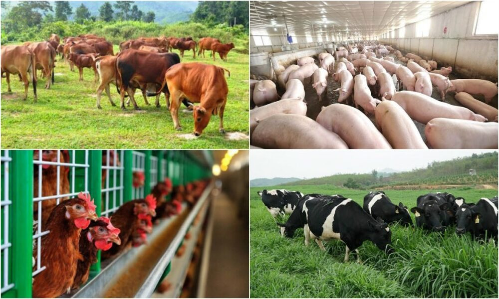Chăn nuôi gia súc quy mô lớn có phải lập Báo cáo đánh giá tác động môi trường không?