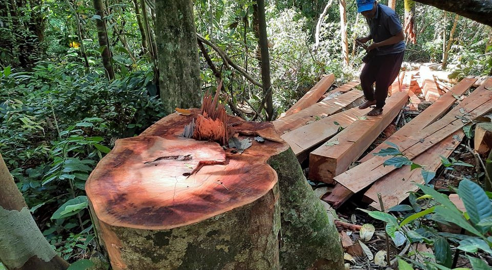 Vụ rừng phòng hộ ở Trà Bui (Quảng Nam) bị đốn hạ: Nhiều tập thể, cá nhân chịu trách nhiệm 