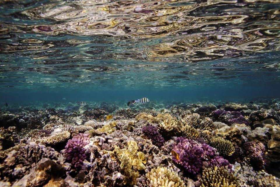 Gần 12.000 km2 rạn san hô trên thế giới biến mất do biến đổi khí hậu