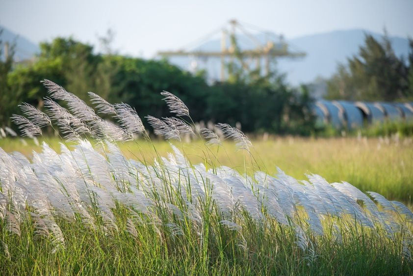Màu trắng tinh khôi và mỏng manh của lau trên nền cỏ xanh trong nắng gió đã  tạo nên một bức tranh hữu tình.