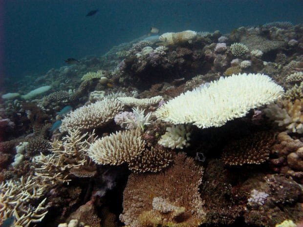 Các rạn san hô ở Tây Ấn Độ Dương có nguy cơ sụp đổ trong 50 năm tới