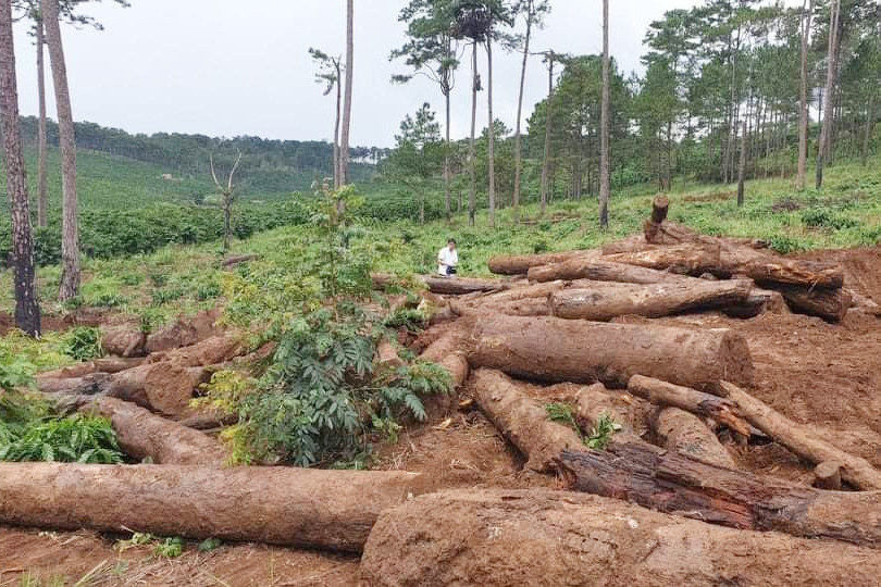 Xử lý nghiêm tình trạng phá rừng, lấn chiếm đất rừng tại Lâm Đồng - Ảnh 1.
