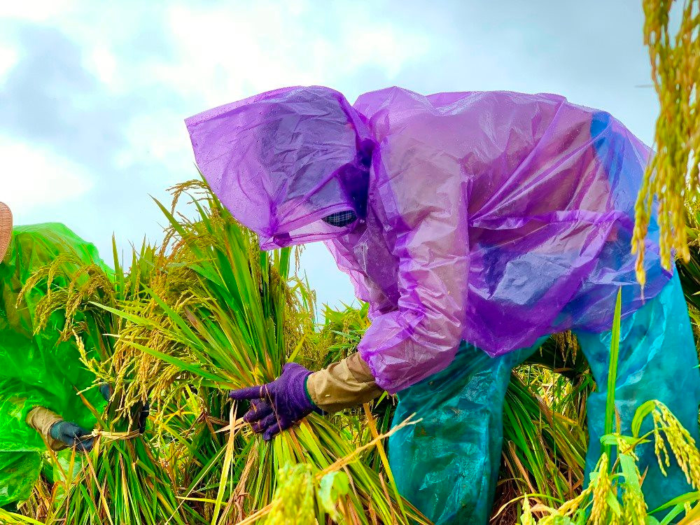 Quảng Ngãi: Khắc phục thiệt hại lúa, hoa màu do mưa lớn kéo dài