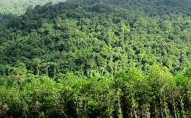 Chỉ thị tăng cường quản lý bảo vệ rừng - Ảnh 1.