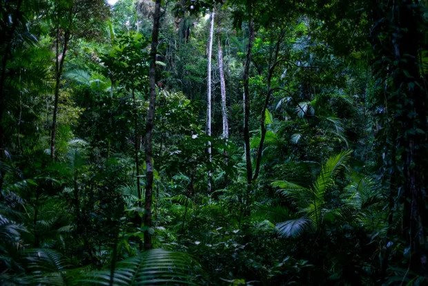 Chi tiết hơn 63 về mô hình hệ sinh thái rừng nhiệt đới hay nhất  Tin học  Đông Hòa