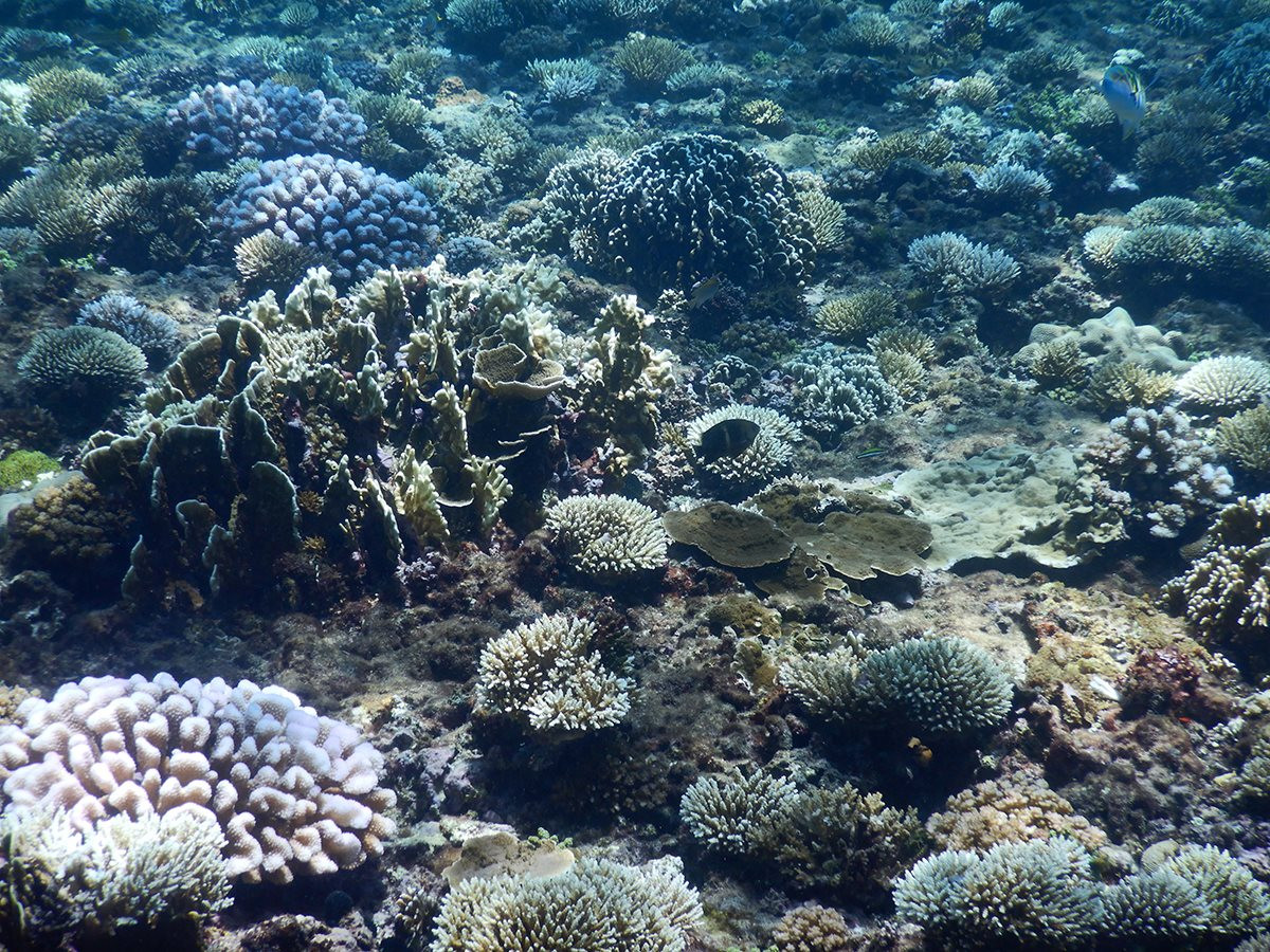 Quảng Ngãi: Bảo vệ môi trường sống của san hô