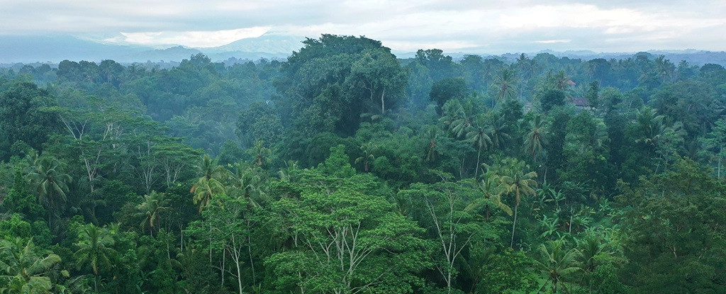 indonesianrainforest(1).jpg