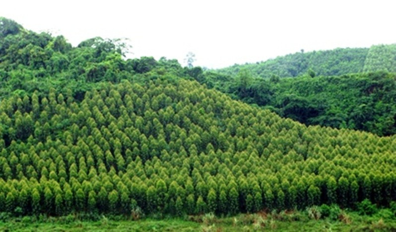 Thí điểm chuyển mục đích sử dụng rừng sang mục đích khác tại Khánh Hòa - Ảnh 1.