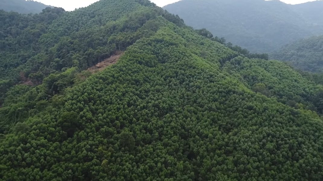 Lạng Sơn: Chuyển mục đích sử dụng hơn 37 ha rừng trồng