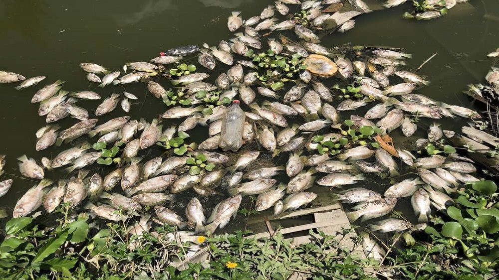 Vụ cá chết bất thường tại Như Xuân (Thanh Hóa): Do ô nhiễm nguồn nước là có cơ sở