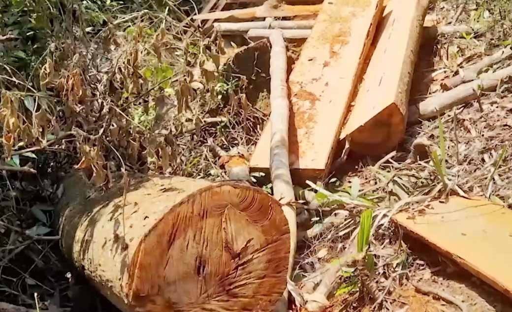 Thừa Thiên - Huế: Điều tra vụ phá rừng tại huyện Nam Đông