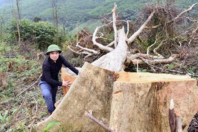 Quảng Bình: Liên tiếp các vụ phá rừng bị phát hiện và xử lý
