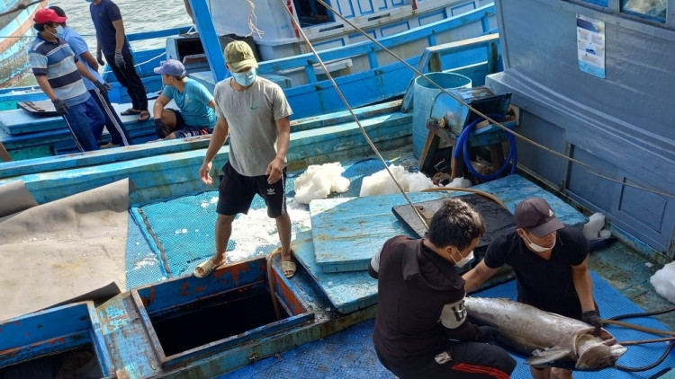 Thành lập Quỹ hỗ trợ phát triển nghề cá Khánh Hòa - Ảnh 1.
