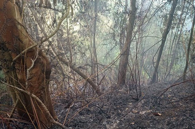 Lai Châu ban hành Công điện khẩn về biện pháp cấp bách phòng cháy chữa cháy rừng