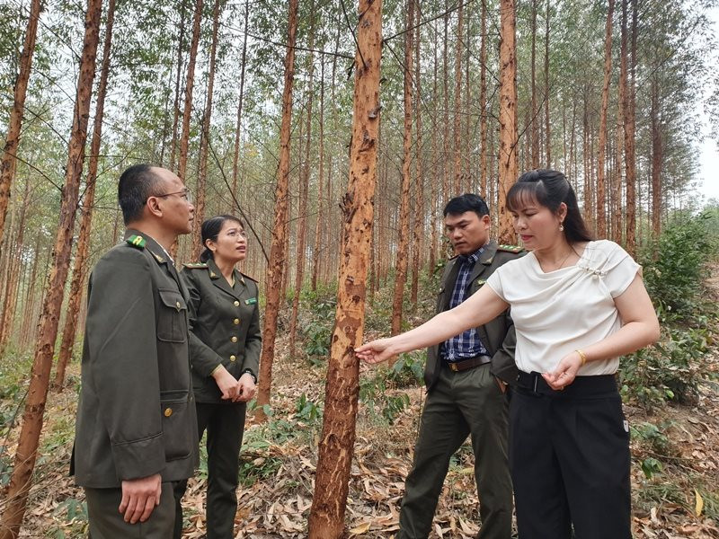 Bắc Giang rừng sản xuất góp phần tích cực giảm nghèo bền vững