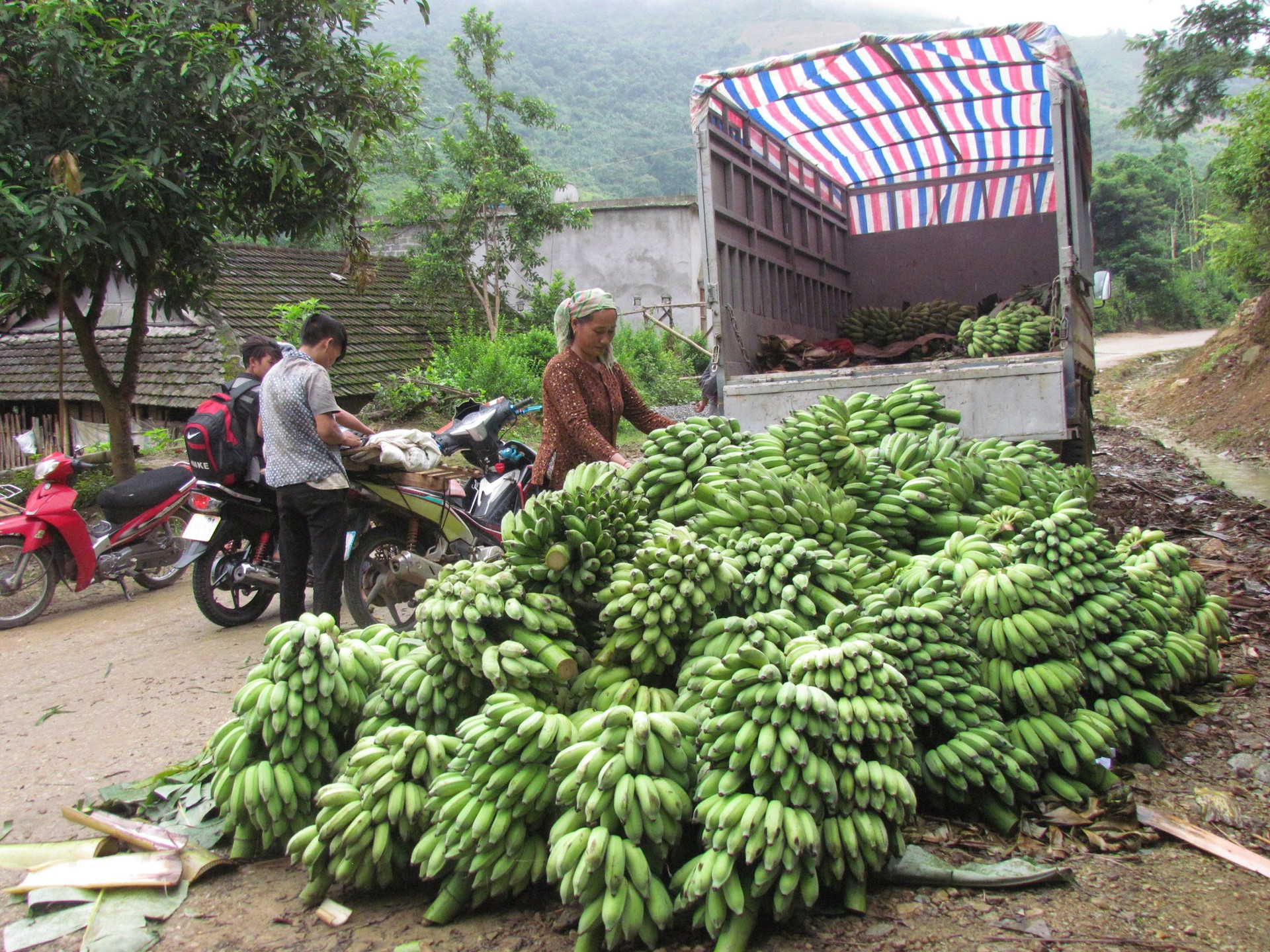 Phong Thổ (Lai Châu): Tìm hướng thay cây chuối để mang lại kinh tế cao hơn